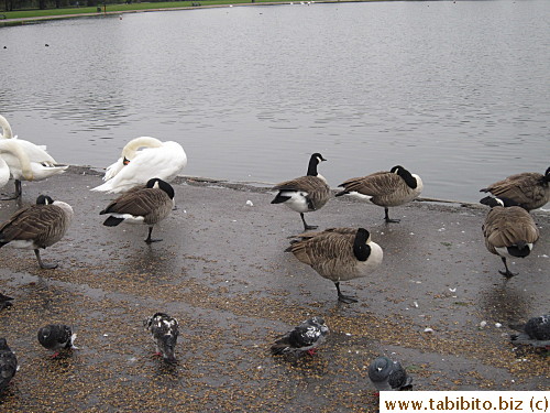 The grey ones stand on one leg