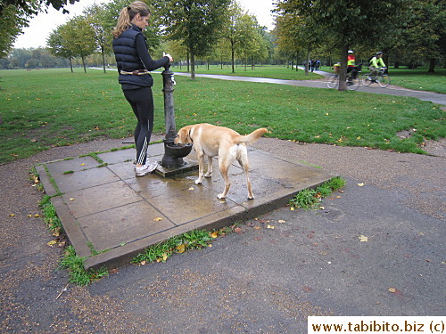 Fountain for dogs