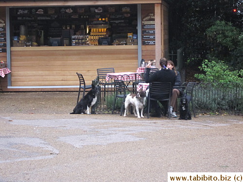 Coffee time with dogs