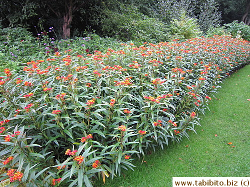 On a small path inside the park, there were pretty flowers on the side