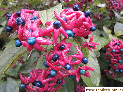 This plant produces fruits that turn from green to deep blue in graduating shades, amazing!