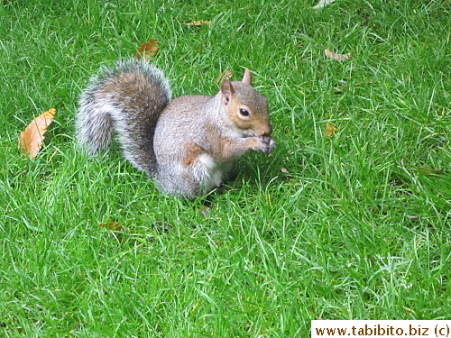 We met several squirrels which came right up to my feet