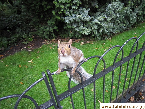 Squirrel in Hyde Park