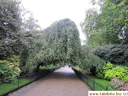 A strange tree in the path