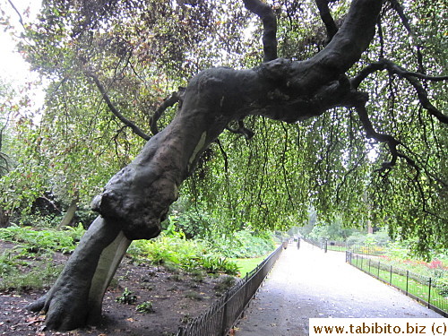 The entire canopy of foliage is from this trunk