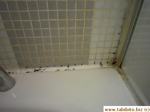 Disgusting mold (and in other areas too)
