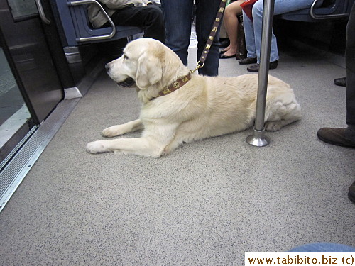Dog on train (saw one in the Tube too but didn't take its picture)