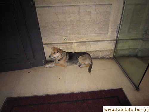 Someone's dog outside our hotel one night