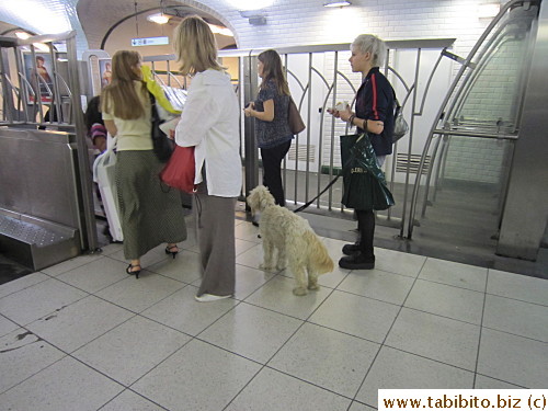 Dog going through the ticket gate