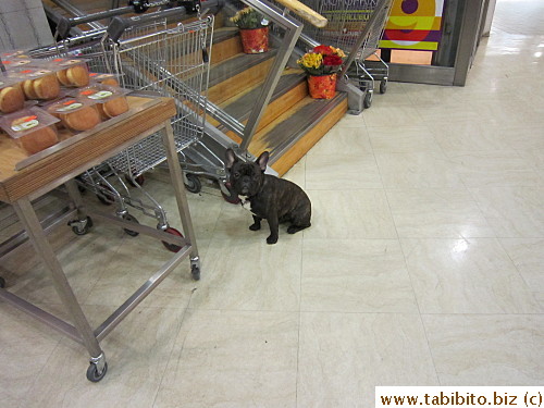 A dog inside the store