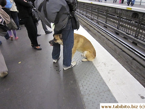 Muzzled dog awaits train