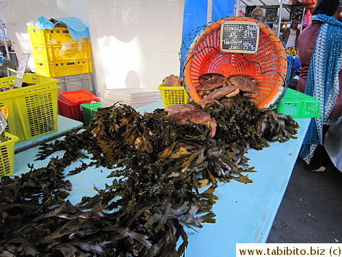 They look like Dungeness crabs