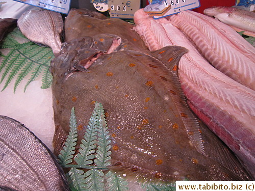 KL finds the orange spots on this fish fascinating