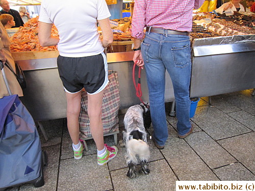 Saw quite a few dogs