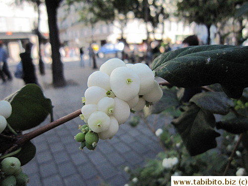 A random plant on the street