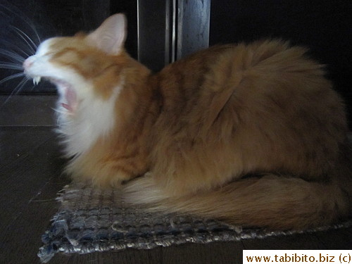 Efoo yawns a lot