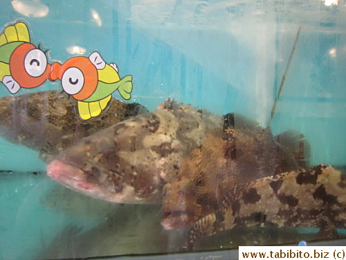 Fish tank inside