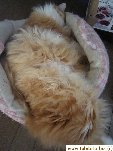 Just your usual afternoon, Efoo napping in his too-small bed