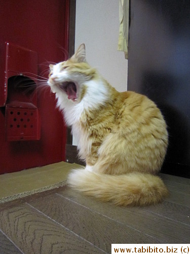 Yawn