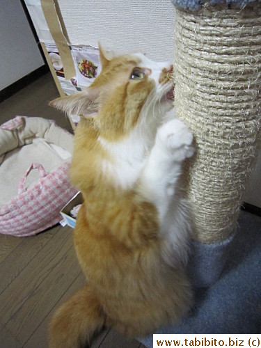 Efoo works the scratching post several times a day