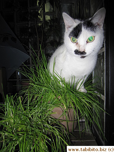 MT on the pot