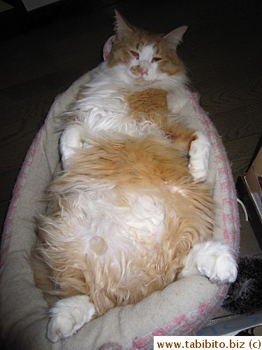 You want a blanket, Efoo?