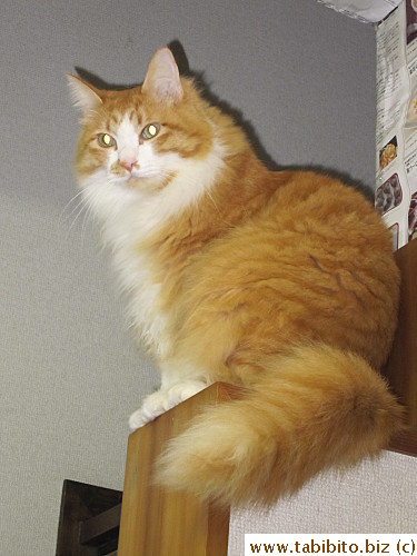 High up on the staircase