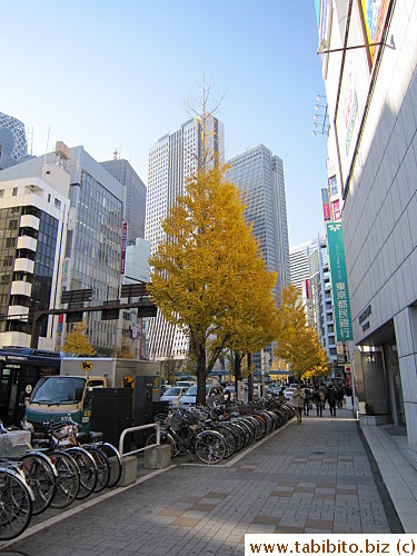 A row of ginkgo trees across the building