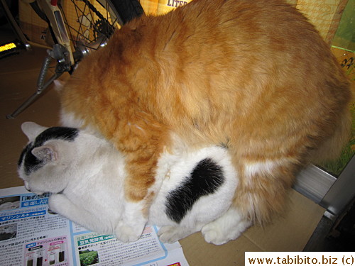 Cat on cat