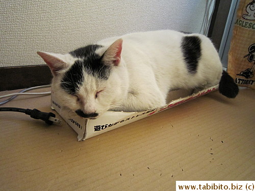 Sleeps on the scratching box