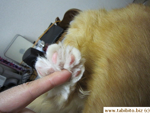 Paw pad bloom!
