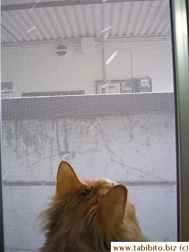 Watching snow flakes