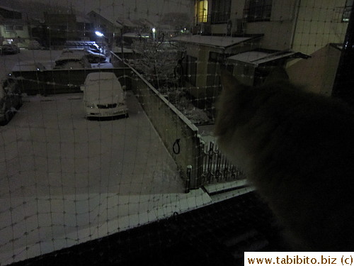 Efoo enjoying a moment of snowfall,