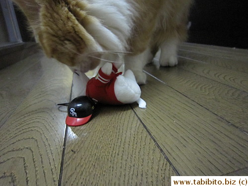 Sniffs its nose