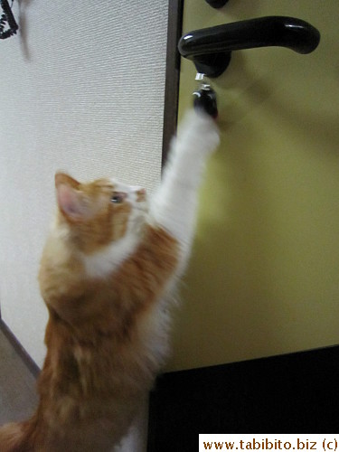 The helmet becomes another toy