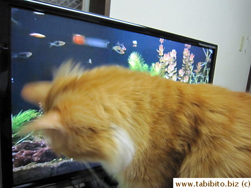 by the life-like fish