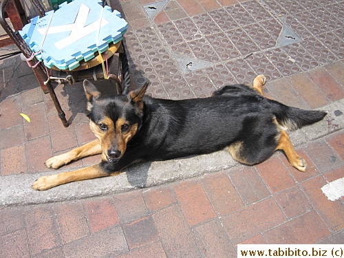 A dog in Sham Sui Po