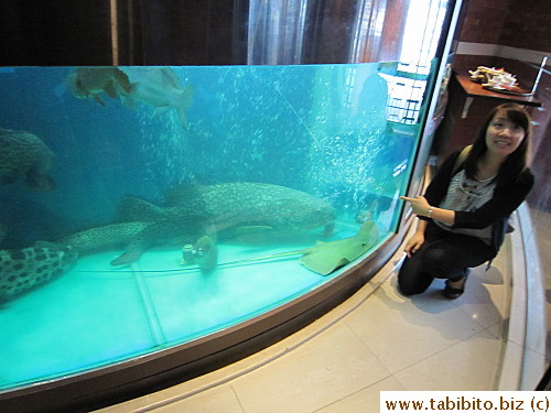 Poor huge groupa in a tiny tank