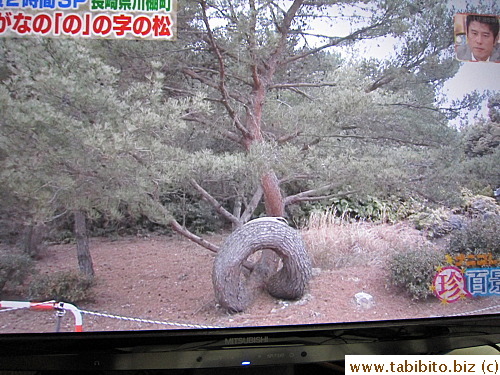 The trunk of this pine tree in Japan