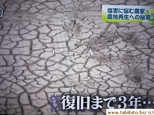 Cultivating fields ruined by the tsunami will take 3 years to recover
