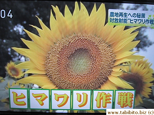 For combating radiation particles in the field, scientists are experimenting growing sunflowers
