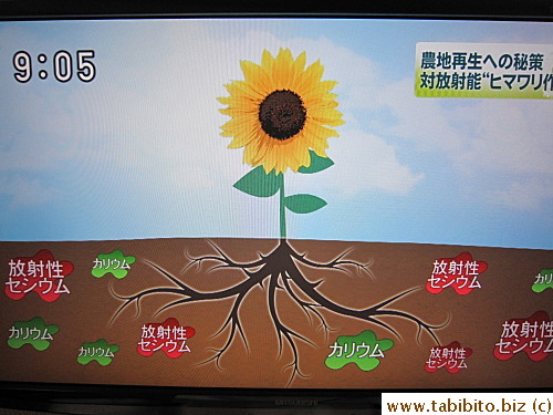 Once the fields are usable, giant sunflowers 