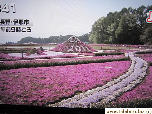 Shibazakura festival near Lake Motosuko