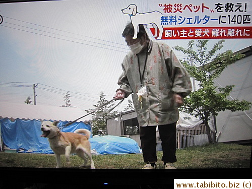 Lucky dog gets walking time with its master, an evacuee herself