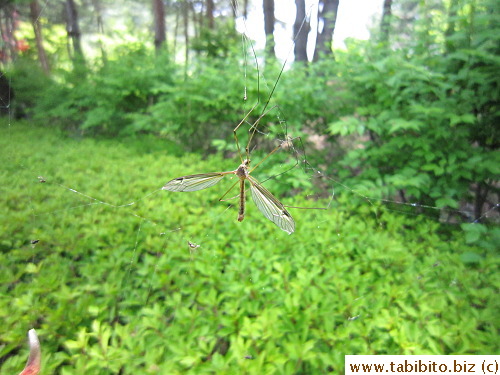 A bug caught in a spider web