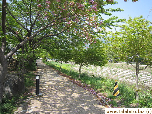 All these maples will turn red in autumn, how pretty would that be?