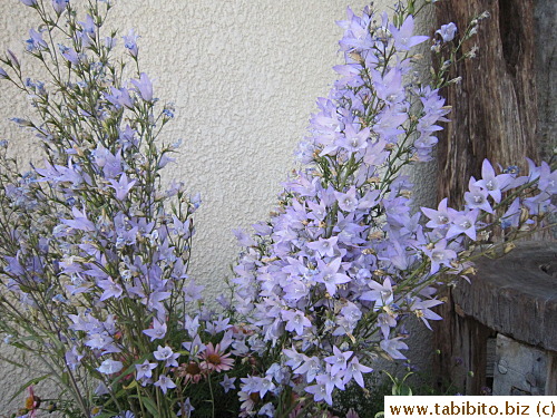 Purple garden is beautiful