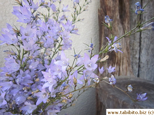 Like these flowers