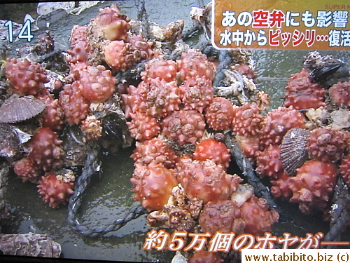 I've never seen this shellfish before