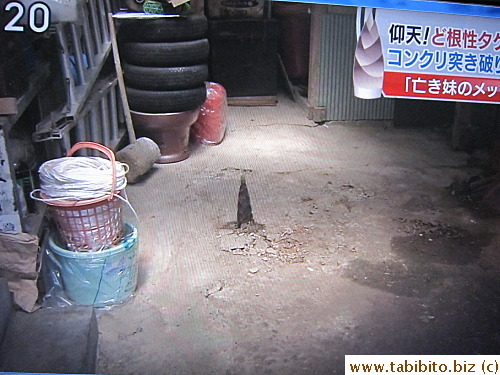 A bamboo shoot sprang up in someone's garage!